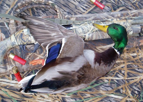mallard2_122307.jpg