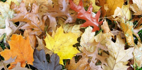 iowa_fall_leavesw iowa_fall_leavesw