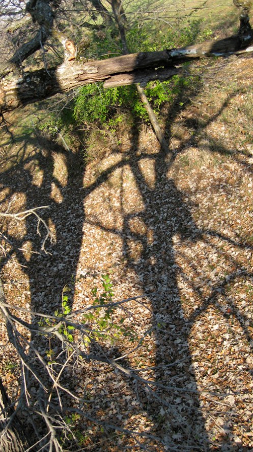 shadow_of_treestand1 shadow_of_treestand1