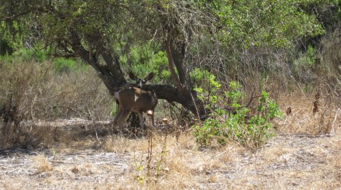 Scheller_doe2 Scheller_doe2