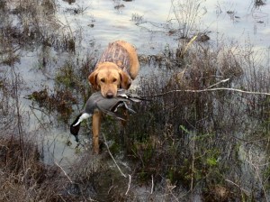 Little Schatzie brought back nine ducks, two cacklers and nine big specks!