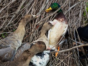 My small contribution to the 20 ducks & geese we harvested