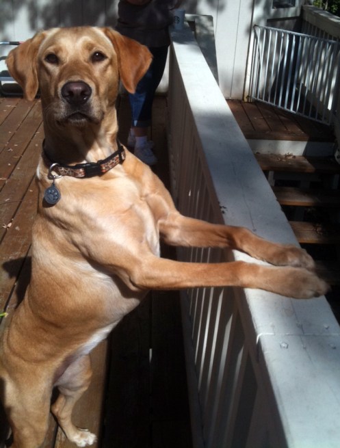"Two months at Retriever School?! Uh, can we discuss this?"
