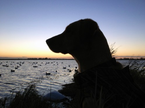 Schatzie maintains a morning vigil on our pond.