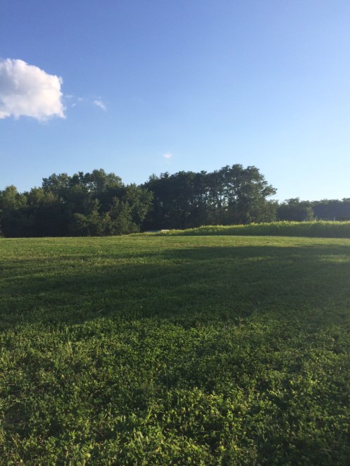 Mike's expanse of new clover in Iowa