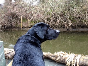"Blue" takes in the scenery on the way back.