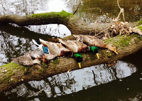 Ducks on a log will beat ducks on a tailgate every time.