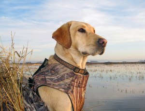 This photo of Schatzie was taken on a slow day when the ducks weren't flying...and ending up being featured in a magazine.