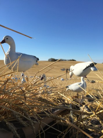 Goose_blind